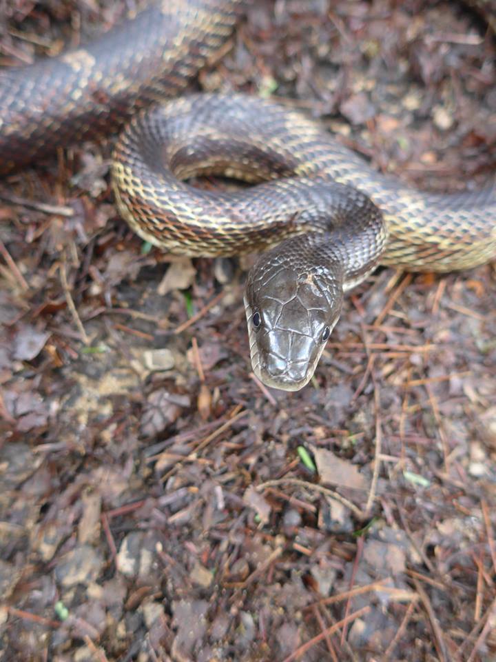 Black rat snake at Smith Watershed and Wildlife Conservation Area in Wolfe County.