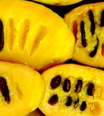 The inside of a pawpaw.