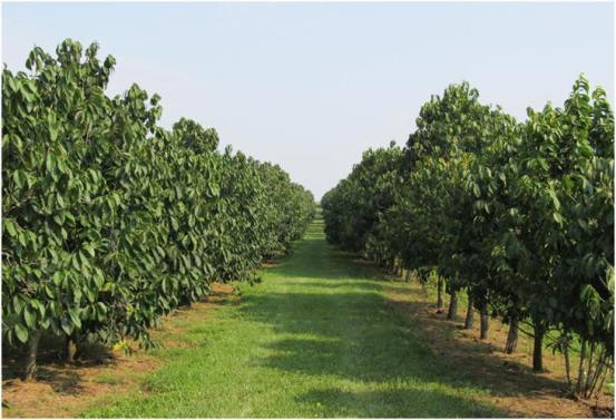 An orchard of pawpaw