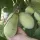 The pawpaw – North America’s only native tropical fruit