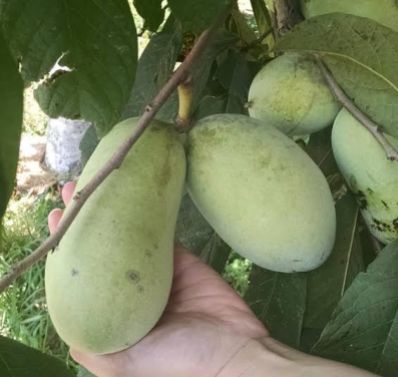 Pawpaws hang from a branch.