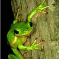 At St. Anne’s Wetlands a green tree frog hangs out on land conserved by citizens of the Commonwealth. Photo by Thomas G. Barnes.